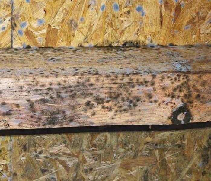 Mold on wood beam. 