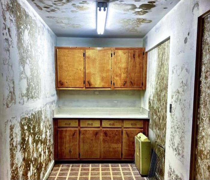 Walls of a kitchen covered with mold