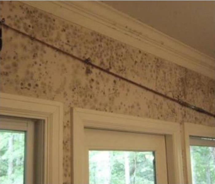 Wall covered with mold 