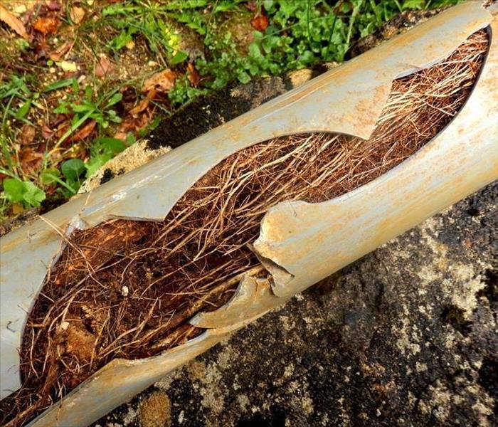 Split drainage pipe caused by ingress of tree roots in Franklin, NC.