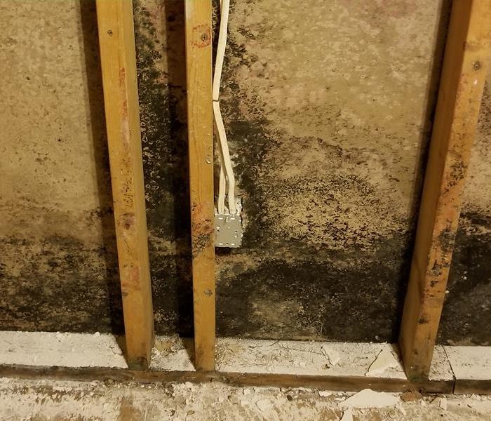 Mold growth on the wall behind drywall